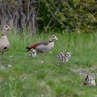 Familie Nielgans