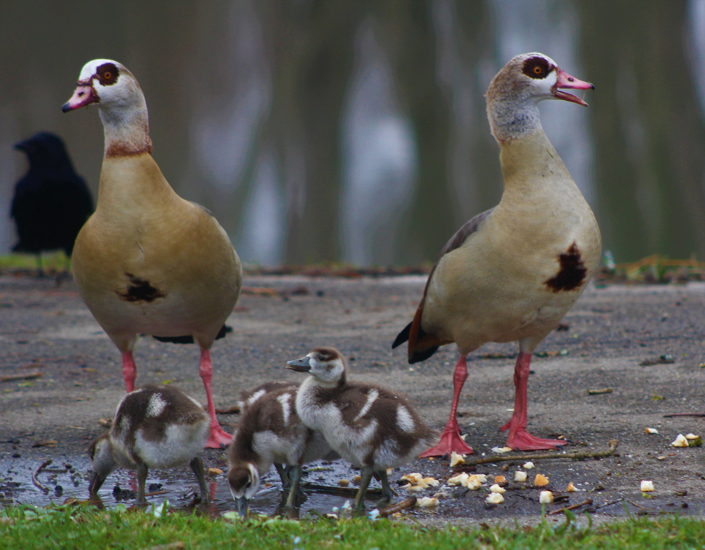 Familie Nil Gans