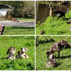 Familie Nilgänse 