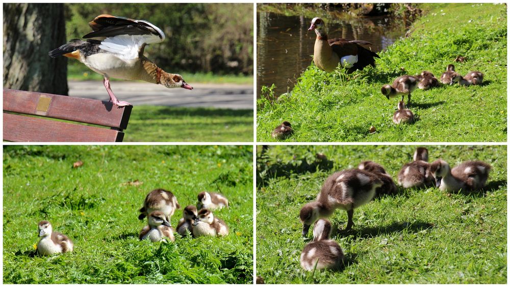 Familie Nilgänse 