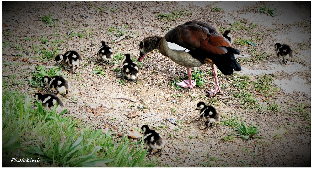 Familie Nilgänse am Bootshafen (III)