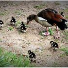 Familie Nilgänse am Bootshafen (III)