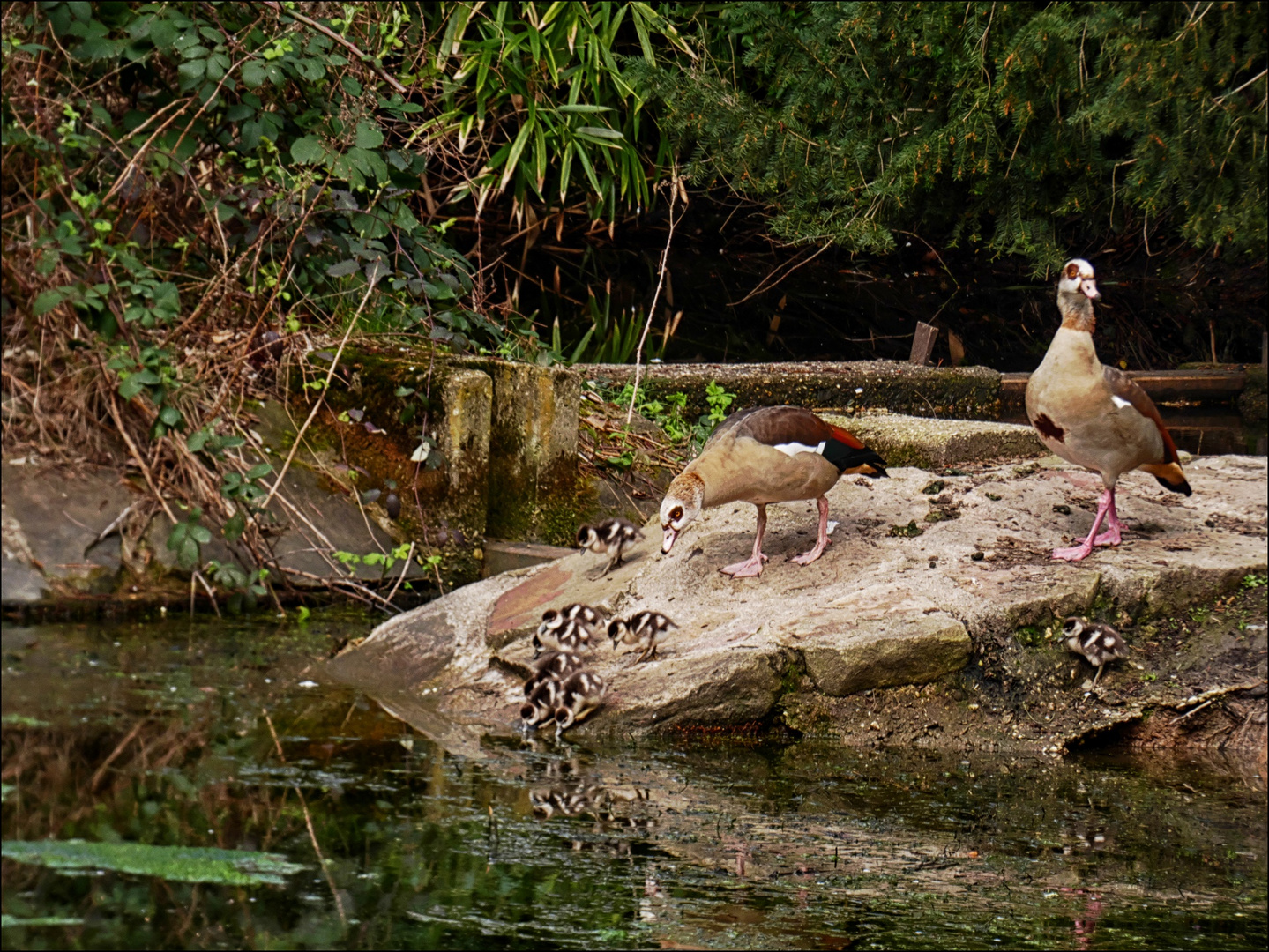 Familie Nilgans