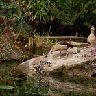 Familie Nilgans