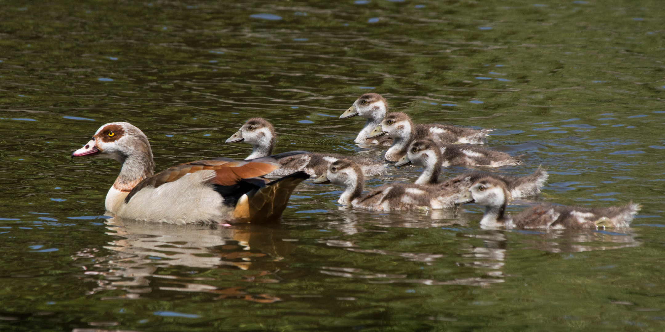 Familie Nilgans