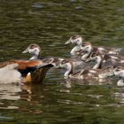 Familie Nilgans