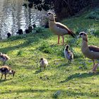 Familie Nilgans.