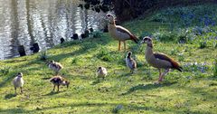 Familie Nilgans.