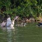 Familie Nilgans