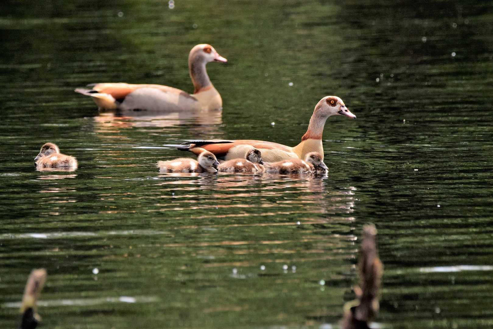 Familie Nilgans 2