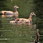 Familie Nilgans 2