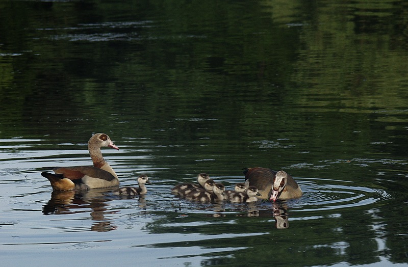 Familie Nilgans...