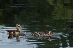 Familie Nilgans...