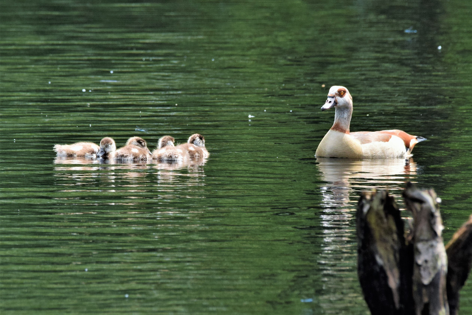 Familie Nilgans 3