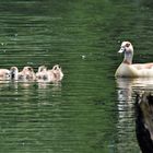 Familie Nilgans 3