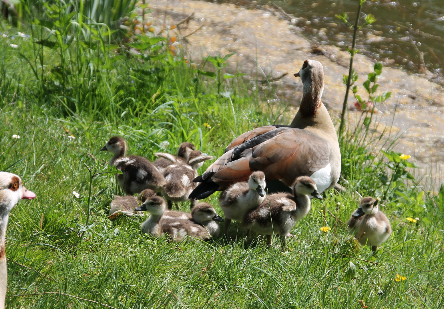 Familie Nilgans