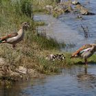 Familie Nilgans