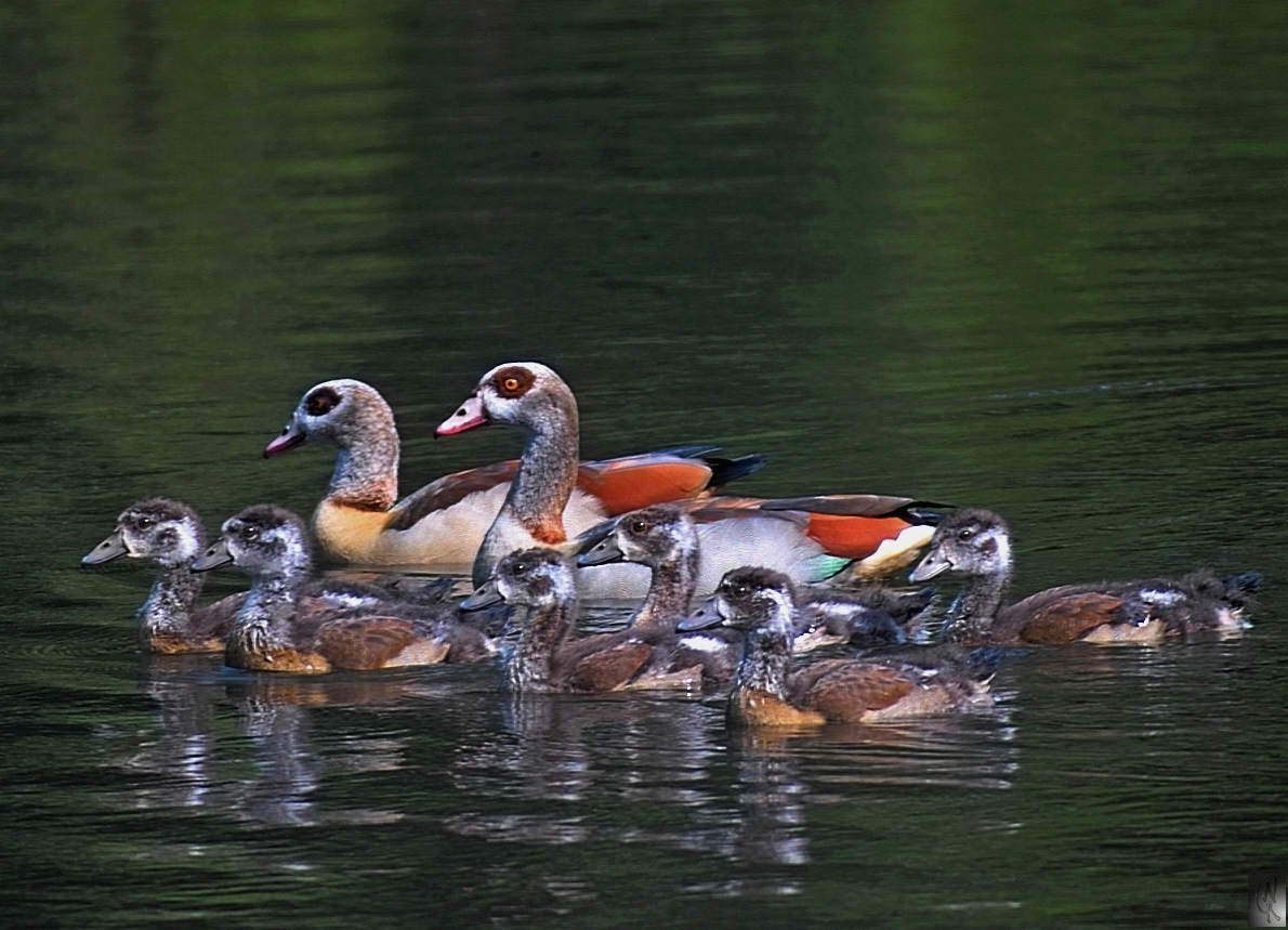 Familie Nilgans