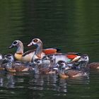 Familie Nilgans