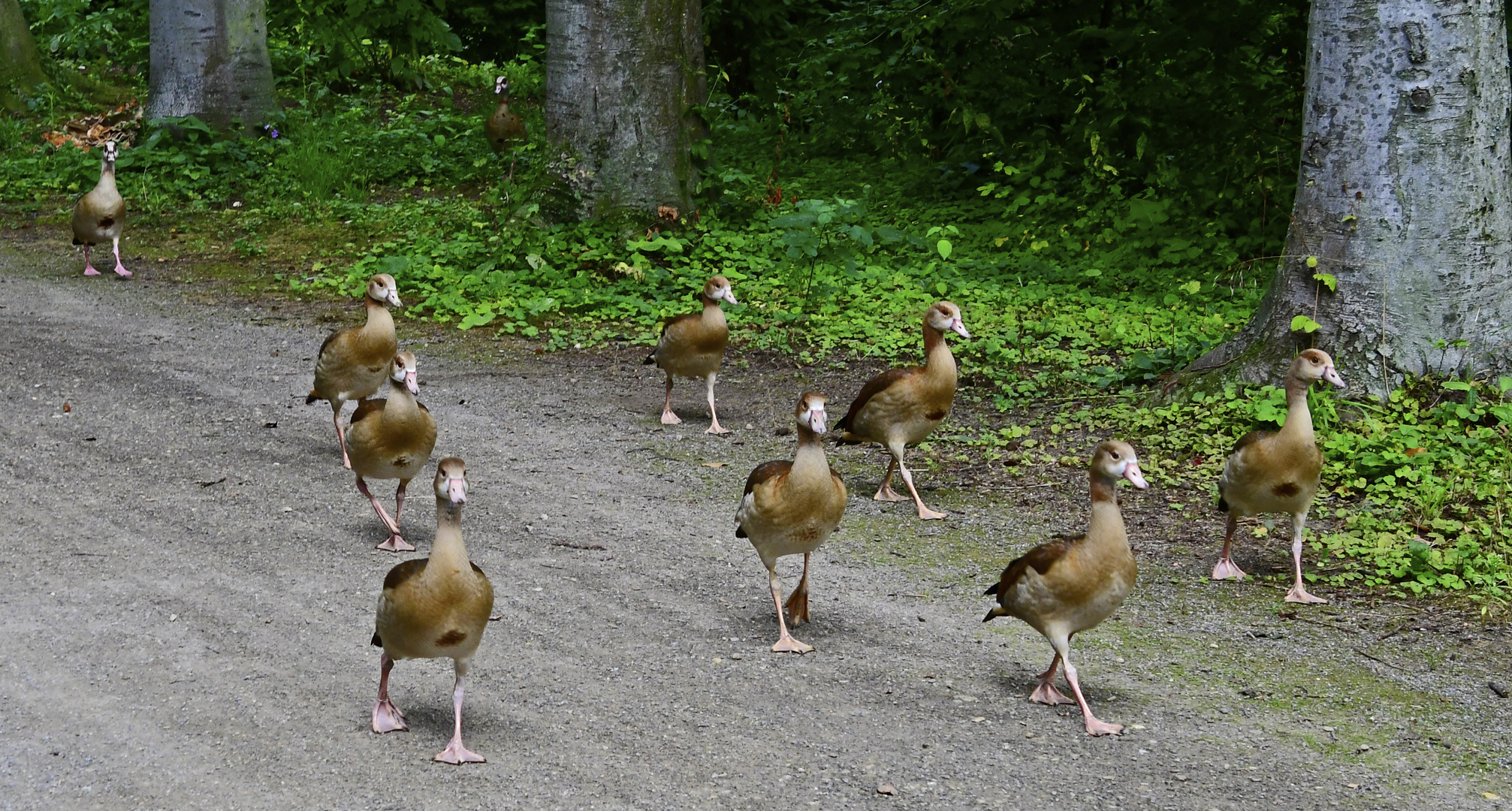 Familie Nilgans