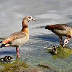 Familie Nilgans 