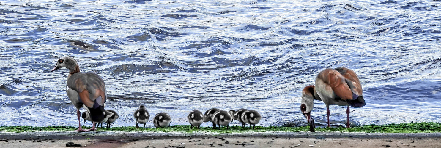 Familie Nilgans ...