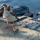 Familie Nilgans