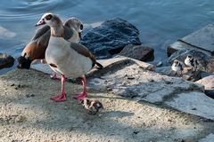 Familie Nilgans