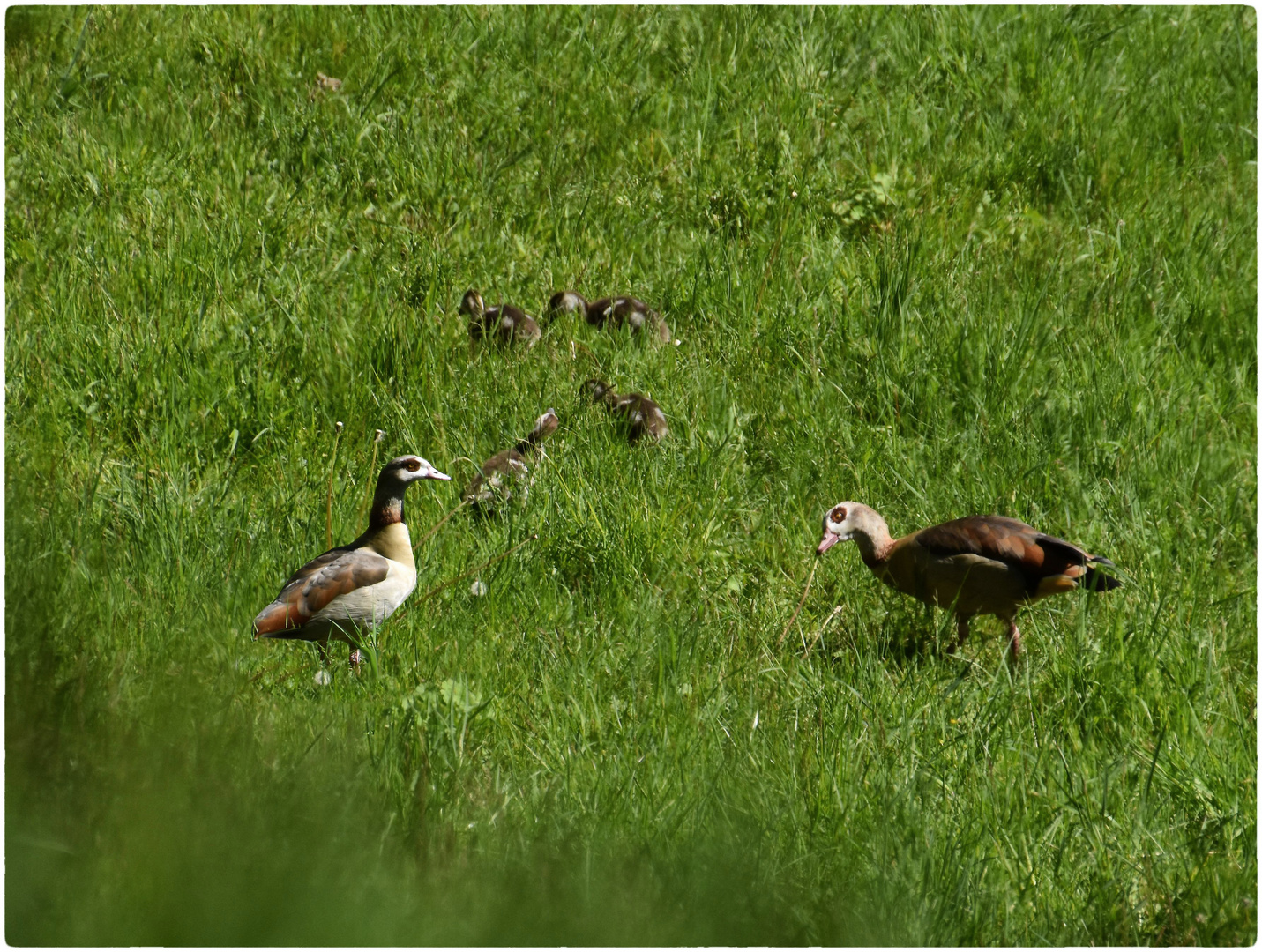 Familie Nilgans