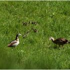 Familie Nilgans