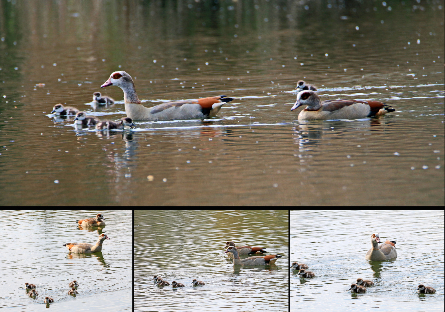 Familie Nilgans