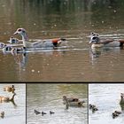 Familie Nilgans