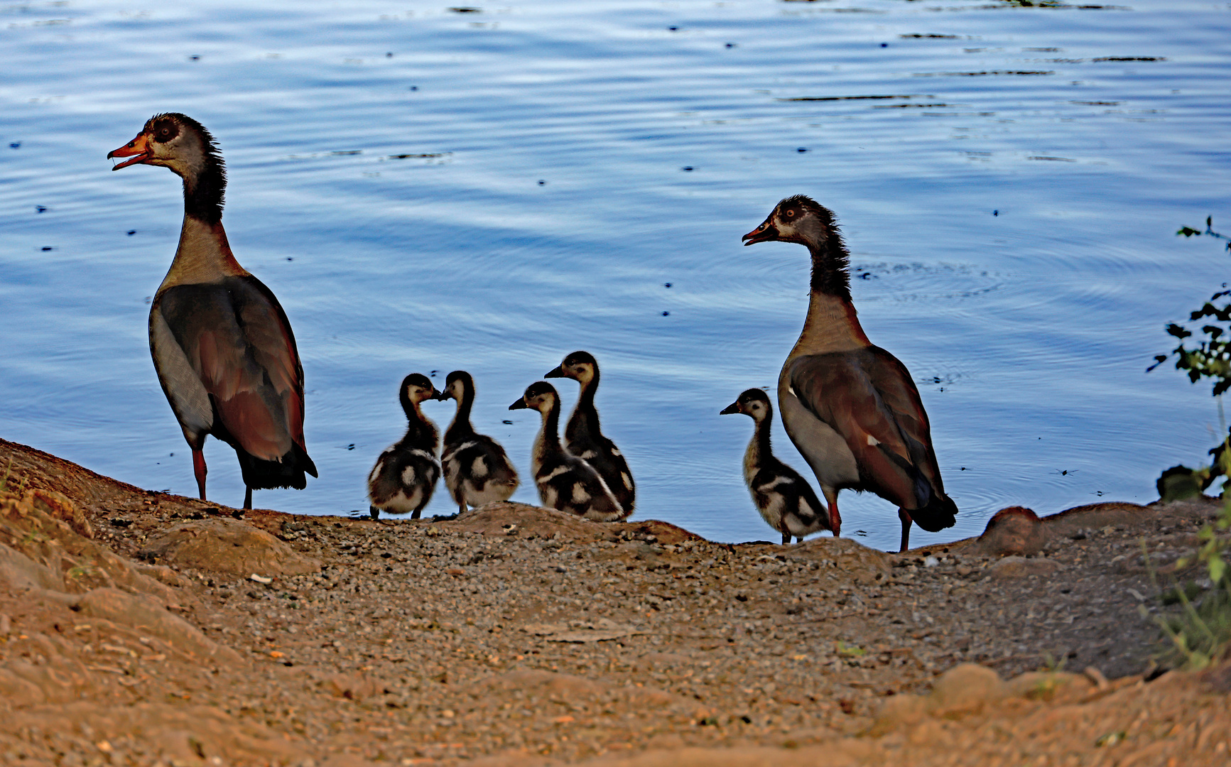 Familie Nilgans 