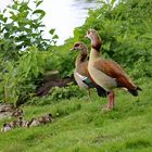 Familie Nilgans 