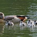 Familie Nilgans