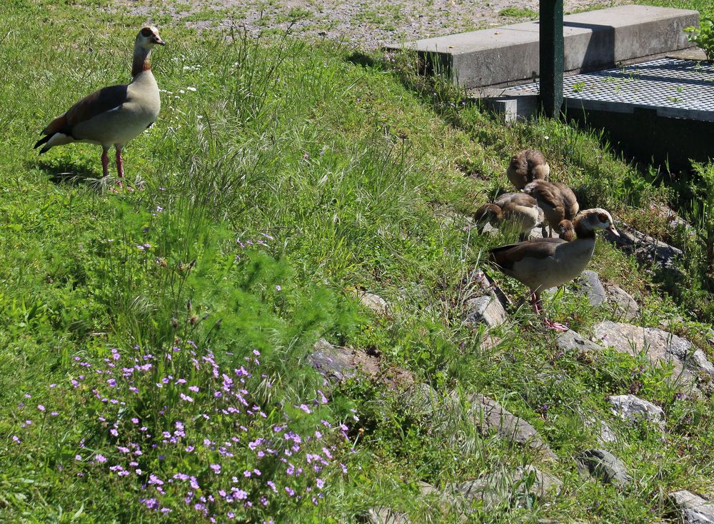 Familie Nilgans auf Landgang