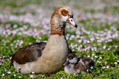 Familie Nilgans