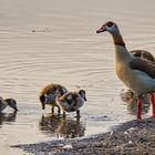 Familie Nilgans