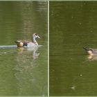 Familie Nilgans