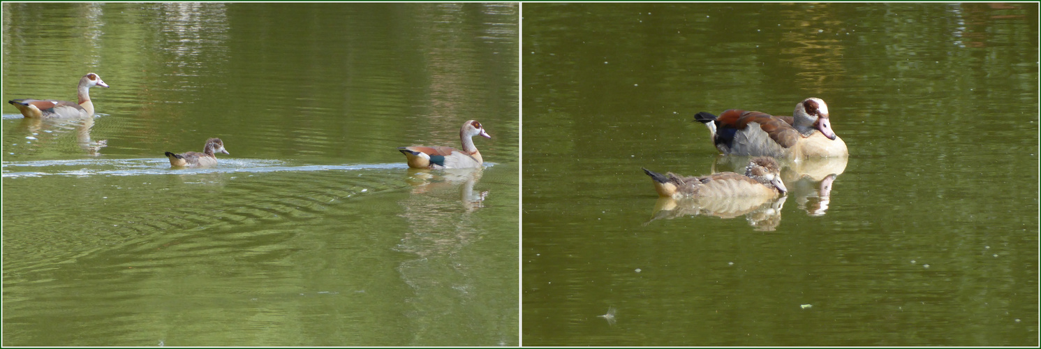 Familie Nilgans