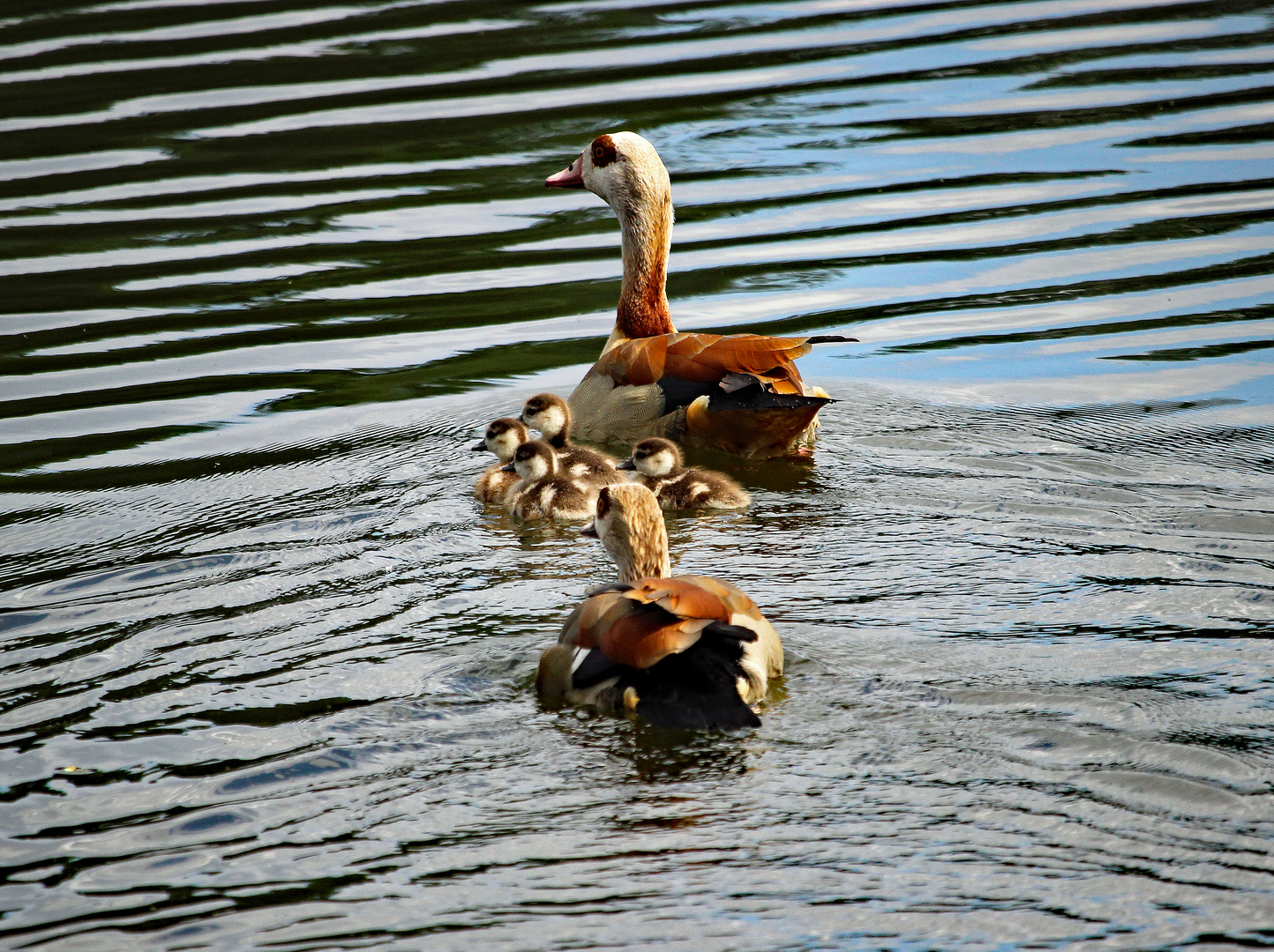 Familie Nilgans