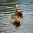 Familie Nilgans