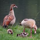 Familie Nilgans