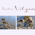  FAMILIE  Nilgans