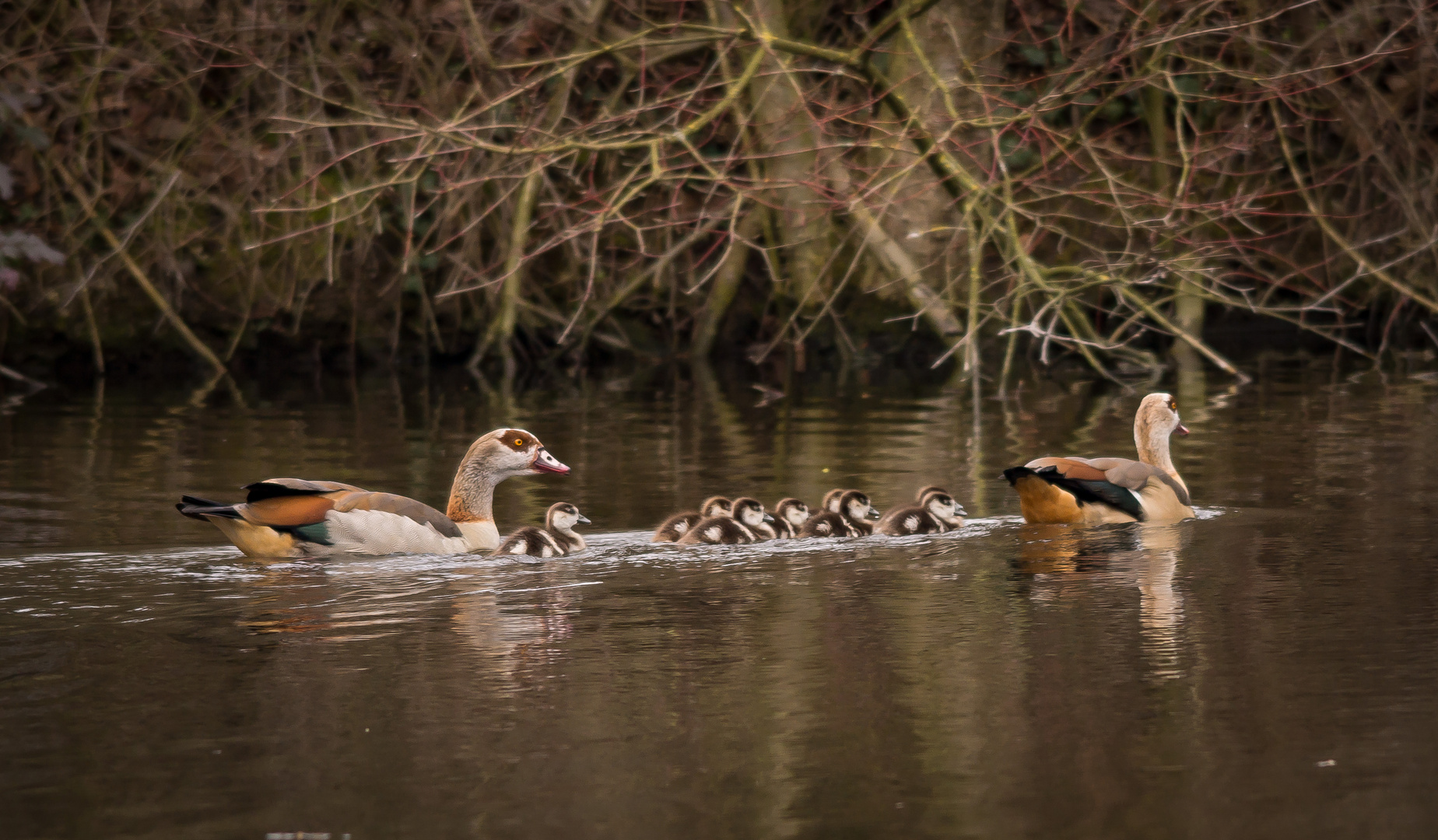 Familie Nilgans