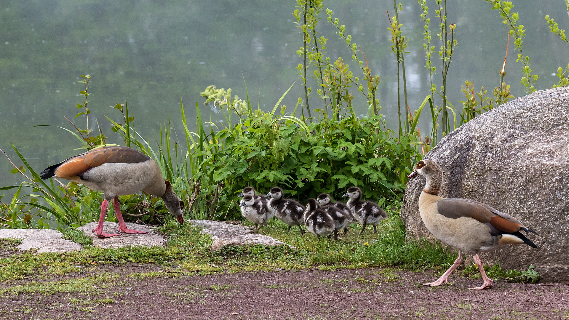 Familie Nilgans