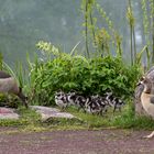 Familie Nilgans