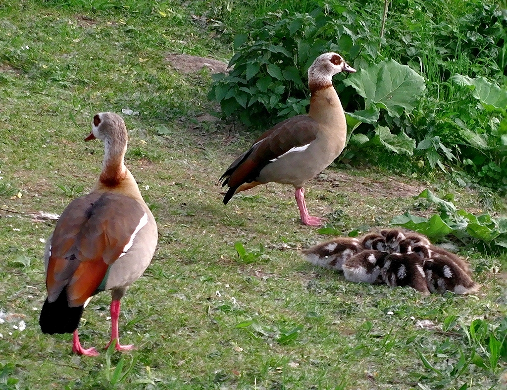 Familie Nilgans....