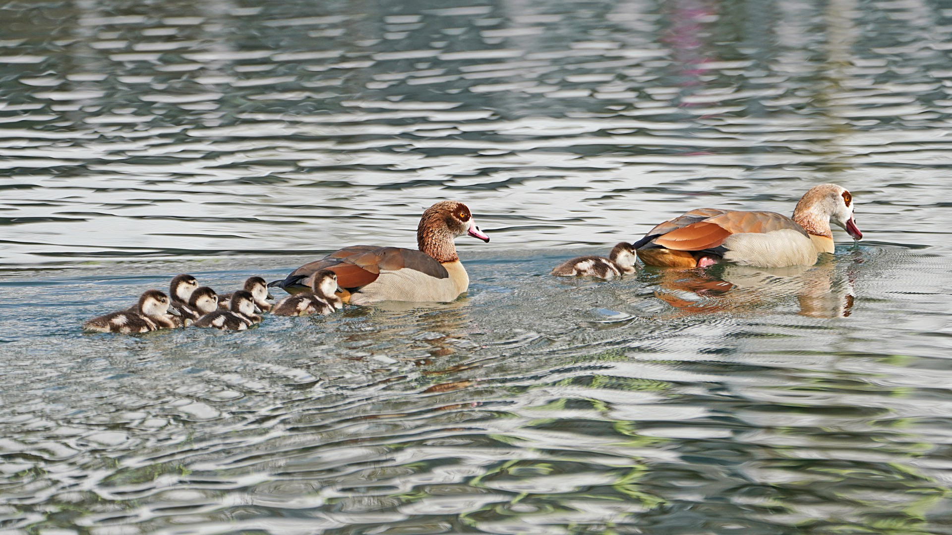 Familie Nilgans