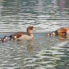 Familie Nilgans